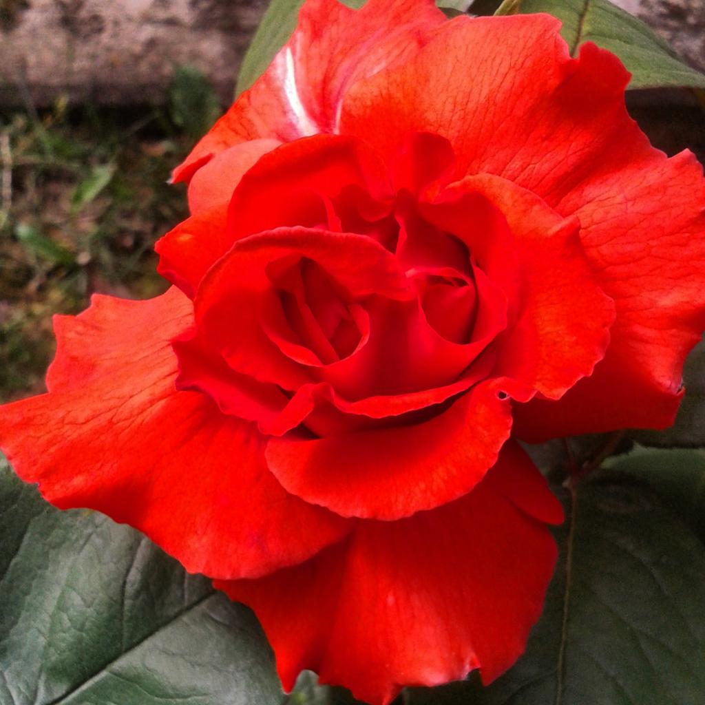 MarinaMammi's tweet photo. L'immagine
non #compensava
il profumo... Peccato...
#imperfetti #scritturebrevi http://t.co/3C1Xj4Ppuc