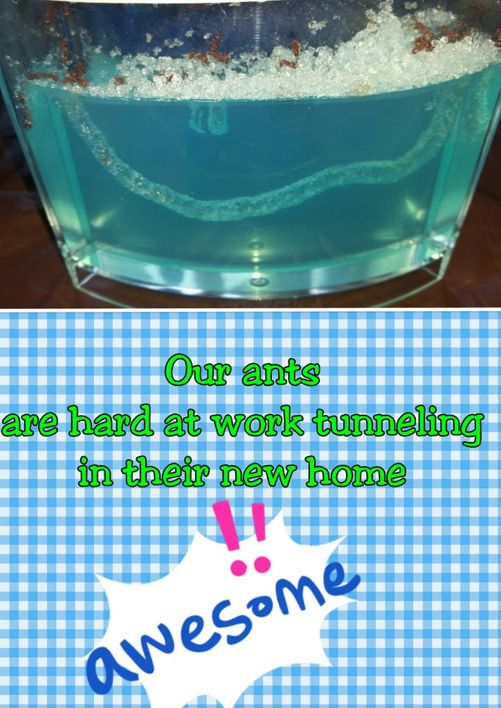 eizzilb's tweet photo. We have ants in our pants...err...classroom I mean #science http://t.co/ZFLtlcGkeI