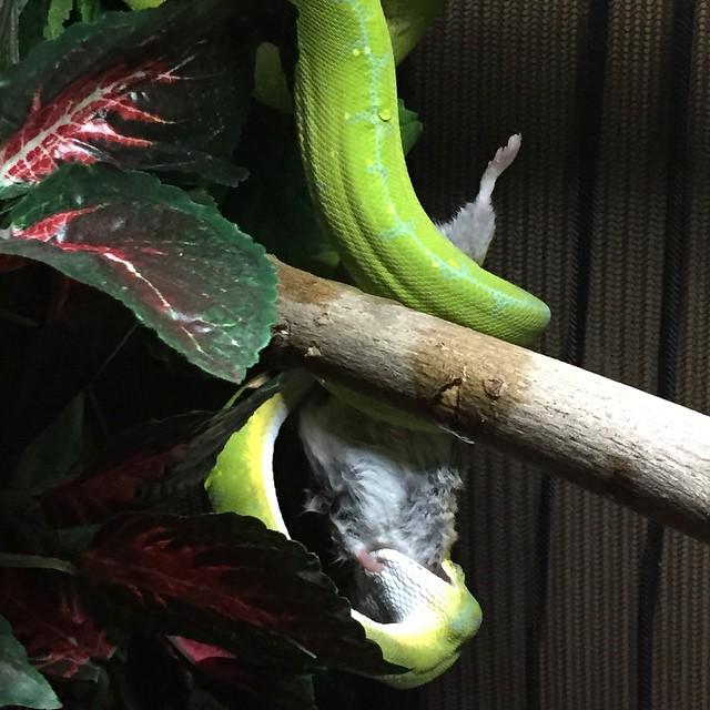 reptiles's tweet photo. #Reptiles: RT @antpaccino: 🐍🐍🐍 #MoreliaViridis #Chondropython #Jayapura #PapuaNuevaGuinea #Reptiles #Ofidios #SinFi… http://t.co/lm5SkkDENG