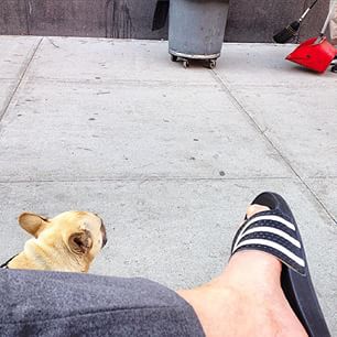 Frenchie_Cute's tweet photo. #sandalsonly #firsts #leon #frenchie #frenchies #frenchiegram #frenchbulldog http://t.co/krPcQA5lt0 http://t.co/V5Qw4I9Yx1