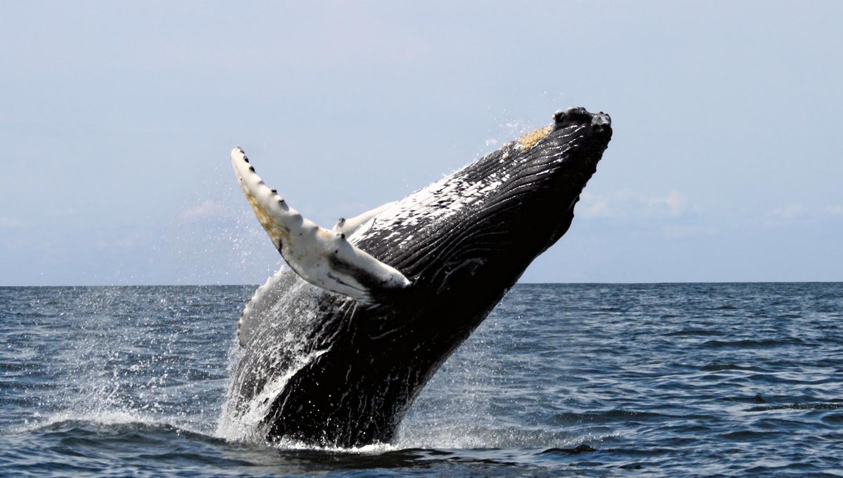 iambiente's tweet photo. Japón persuade a Comisión Ballenera Internacional para cazar #ballenas con fines científicos http://t.co/uvk1kqYJ14 http://t.co/cC1EgYGJSb