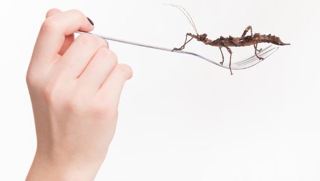 FAOstatistics's tweet photo. Newcomer's guide to edible bugs. Insects are packed with protein &amp; can taste delicious http://t.co/mMHazLlmcq http://t.co/dDaB05VJzf