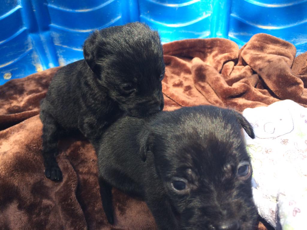 CEspasandin's tweet photo. A day in the sun. These little guys are almost ready to be weaned! http://t.co/pLJRMj2mCo