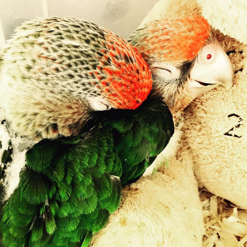 Birdzhaven's tweet photo. Nap time 😴
#parrots #baby #babies #birdzhaven #loros #pichones #polluelos #cape #SouthAfrica http://t.co/t24D3A18ll