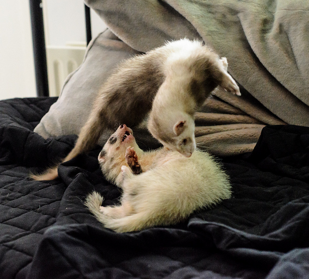 Passion4Ferrets's tweet photo. β‘ Happy National #Ferret Day (UK) β‘
So Excited to #DookOutLoud today β http://t.co/aRmWJMUuiq