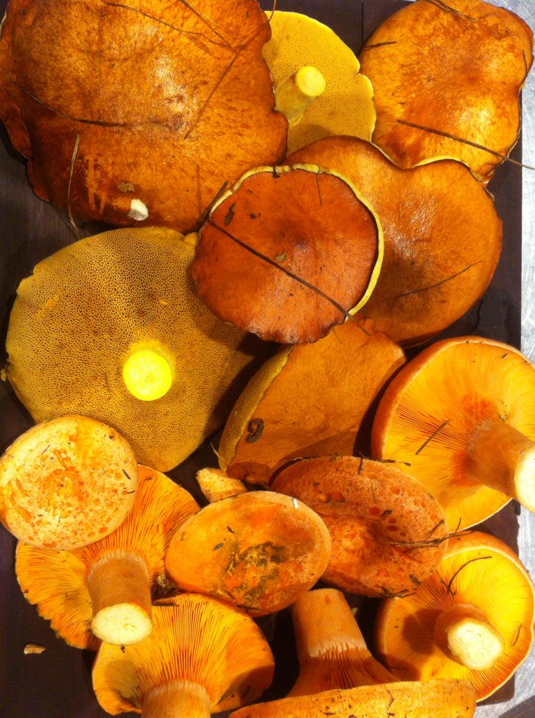 joshchefrudd's tweet photo. Come check out my new autumn menu at DHG's newest addition @thevincenthotel all the classics are on the menu #autumn http://t.co/OMAztlF7iR