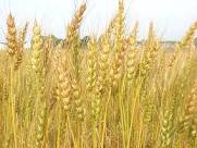 bTheScorer's tweet photo. Light energy (sun) ---> Chemical Energy (wheat) -----> Kinetic Energy (Doing the yeet)
#209energy http://t.co/KVJVX6uhgj