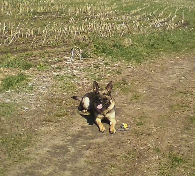 MiaBellaGS's tweet photo. #TongueOutTuesday @benjaminquirk2 @Laurie_Lynn_ @_TurtleDog @MargaretMcCoubr @DrHoy480 @DRAGOtheK9 @MTShep @UnarPrins http://t.co/DxZv9SvG2F