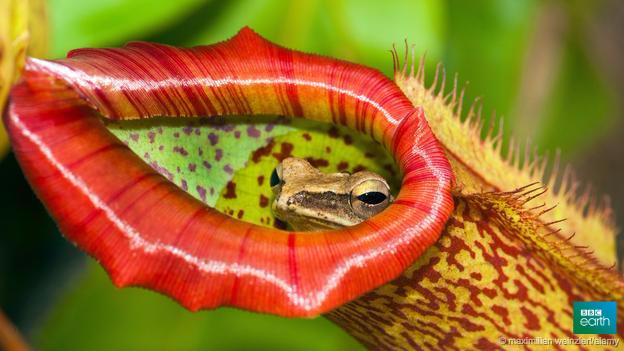 BBCEarth's tweet photo. Meet the meat-eating plants http://t.co/NWLsk2Zilw http://t.co/ao5T4nACwL