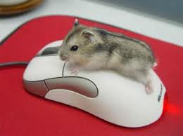 Animal_Loverr's tweet photo. Hello little baby!!!!OMG you are too cute,baby!!!! http://t.co/suCHLdjgFG