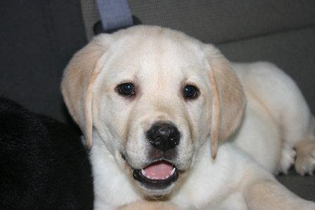 5/7 is the last day to enroll in the Spring <a href="/UDServices/">UDS Foundation</a> Puppy Training! Call Lori @ 717-715-8753 to enroll.