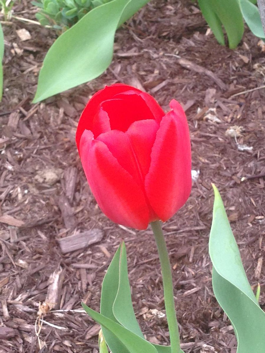 suedambrosio's tweet image. #First2Spring