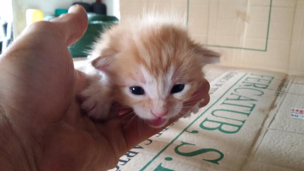 Gambiniko's tweet photo. Cada día están mas grandes los jodios jejejej pa comerselos 😍😍 http://t.co/mCQAAEtFvr
