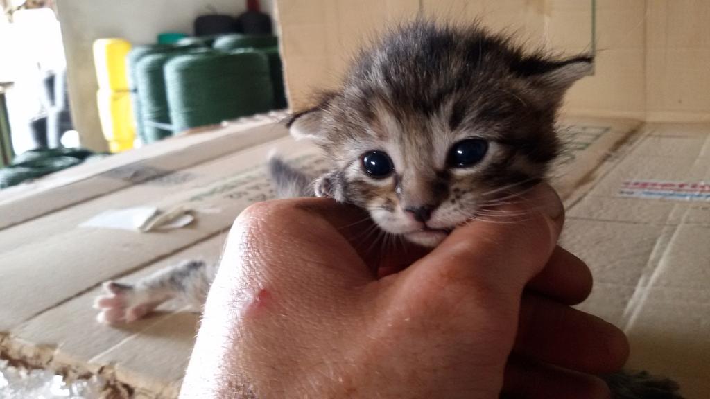 Gambiniko's tweet photo. Cada día están mas grandes los jodios jejejej pa comerselos 😍😍 http://t.co/mCQAAEtFvr