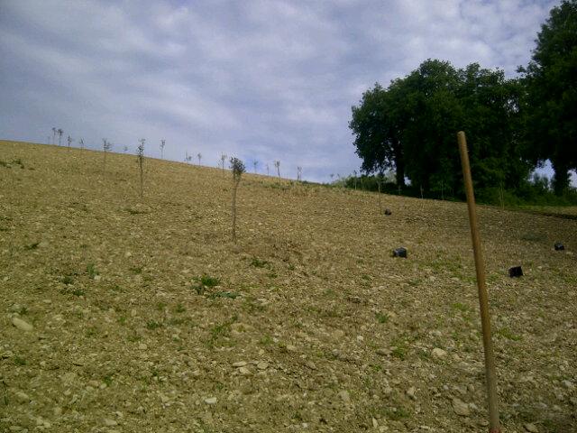 LA_SIBILLA's tweet photo. Stiamo coltivando il nostro futuro...50 nuovi ulivi #destinazionemarche http://t.co/d2esO6gZ1i