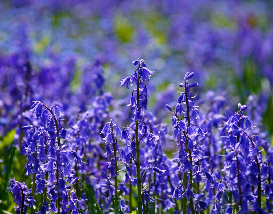 lifemags's tweet image. Our favourite #springsnaps from the weekend by @HenryWAscoli - Share your shots here or @lifemags using #locallife