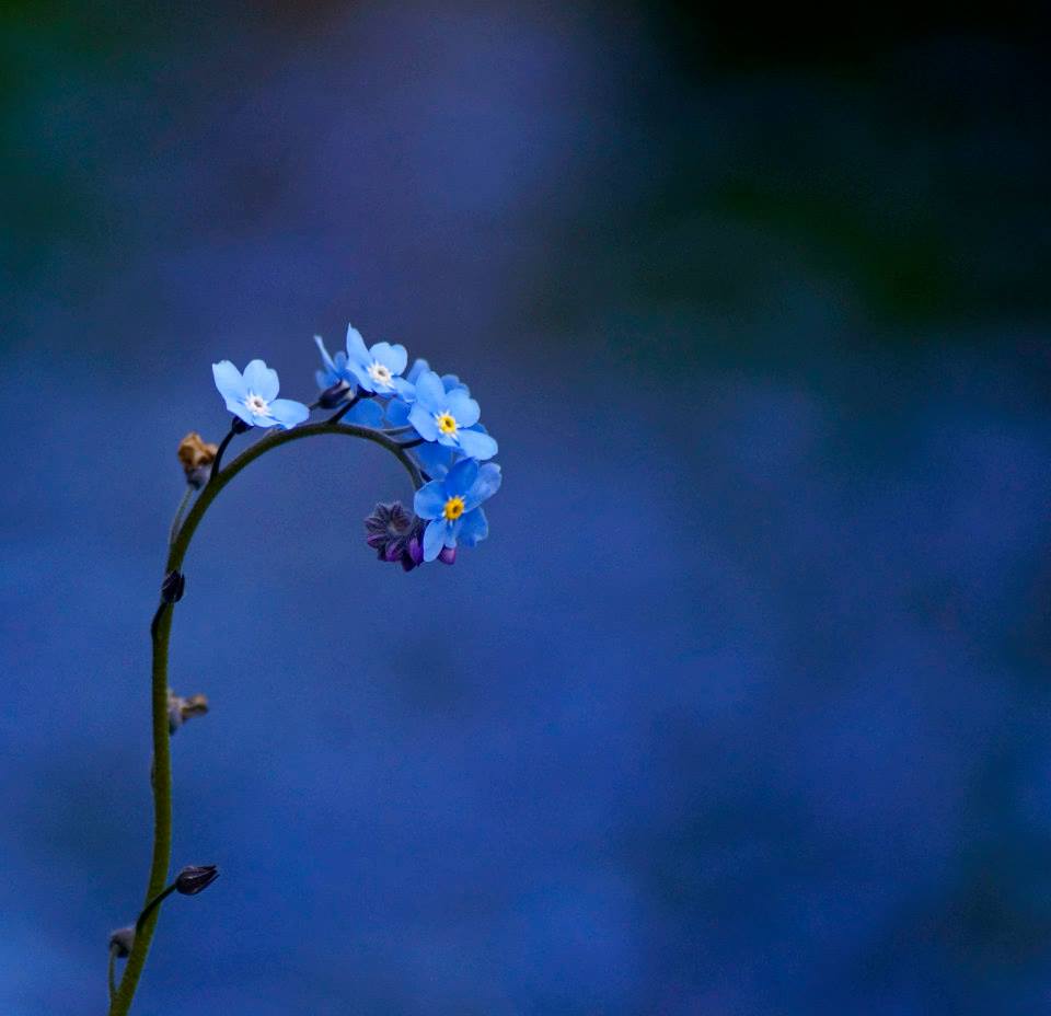 lifemags's tweet image. Our favourite #springsnaps from the weekend by @HenryWAscoli - Share your shots here or @lifemags using #locallife