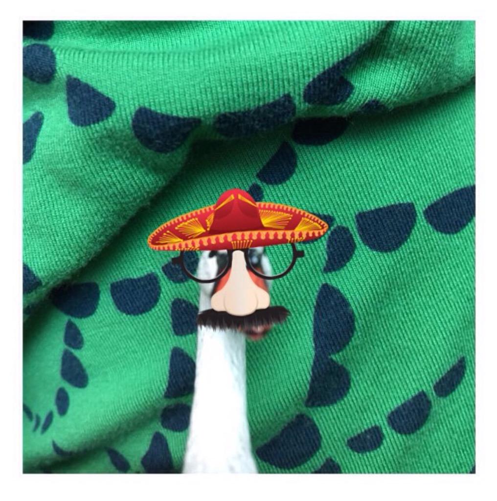 themudcrusher's tweet photo. Happy Swanco De Mayo! #adventureOfSwan #CincoDeMayo #Mudcrusher http://t.co/dlI12TFw30
