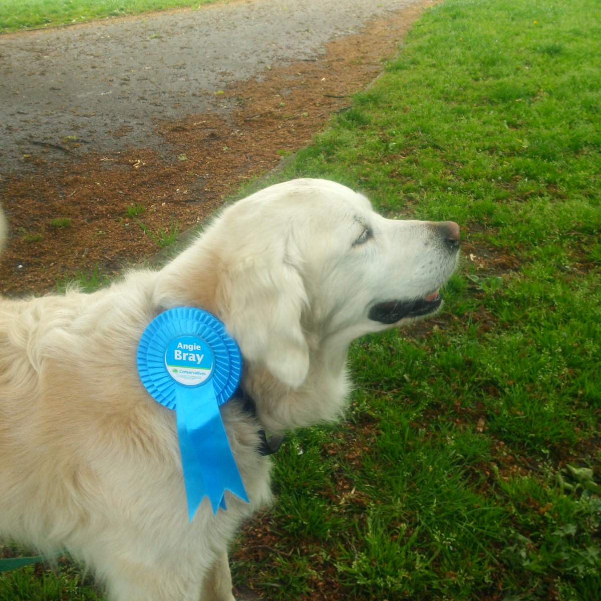 Ealing_Tories's tweet photo. Cassie the Hound on the cmpgn trail at LammasPark. It's time4 a #FunCampaign-tweet your #PetRosette pics (any party!) http://t.co/elTVvlwdQK