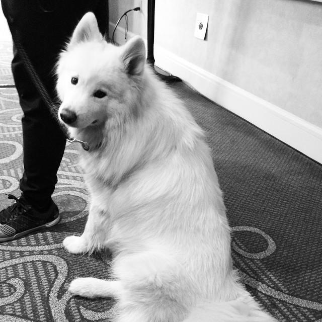ZingyPet's tweet photo. Yesterday's launch party in #SanDiego, so fun! It was awesome to hang with so many #dog lovers! #DogsofSD http://t.co/QK8MM7wgWx