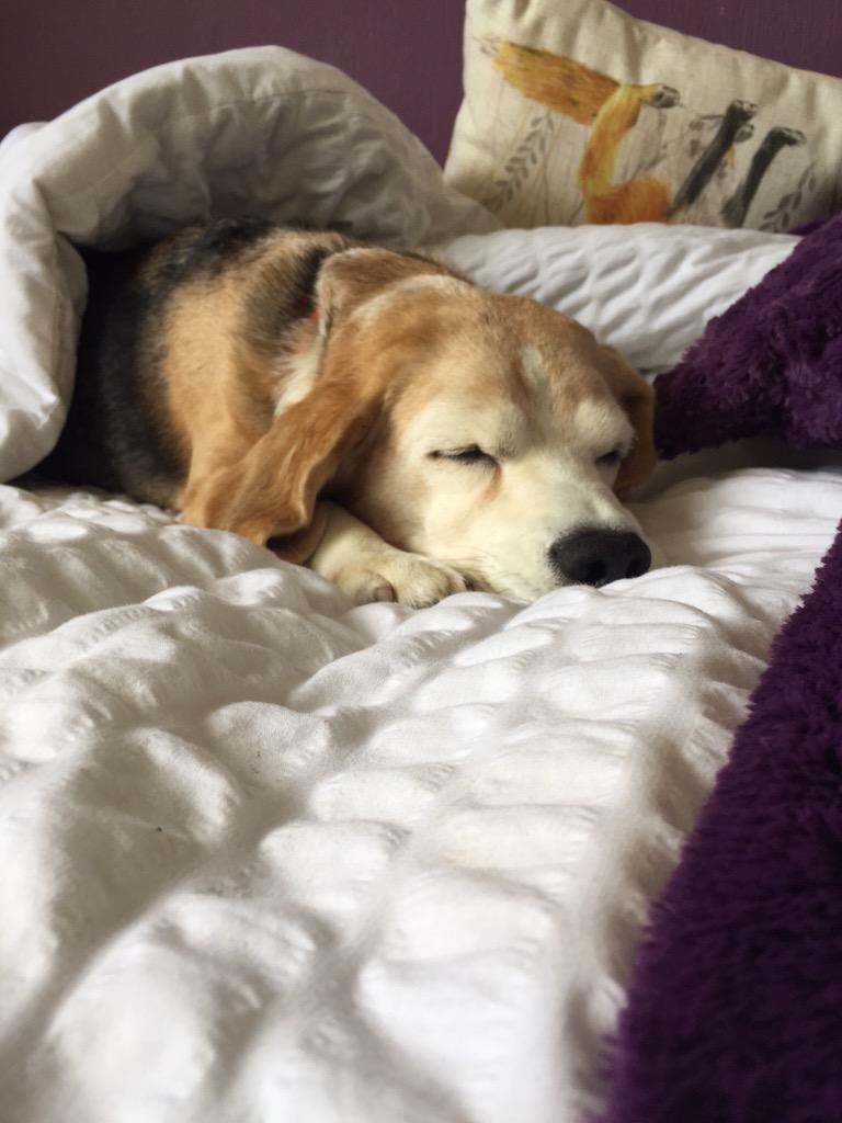 PoppyDogBeagle's tweet photo. #hardlife #napping #beagle http://t.co/3nGFfN1tVn