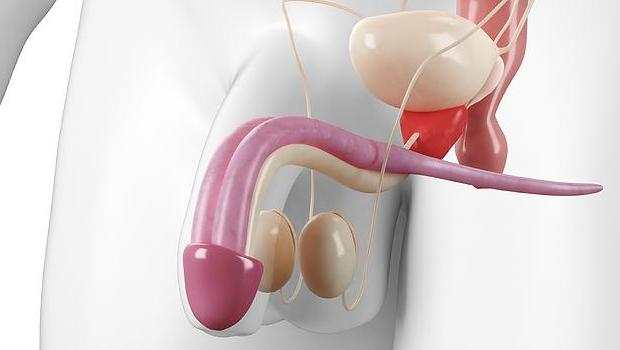 Medicana_Life's tweet photo. Male Reproductive System http://t.co/0hK4Ac8h5q #Health #Video http://t.co/NCzSKmBK4E