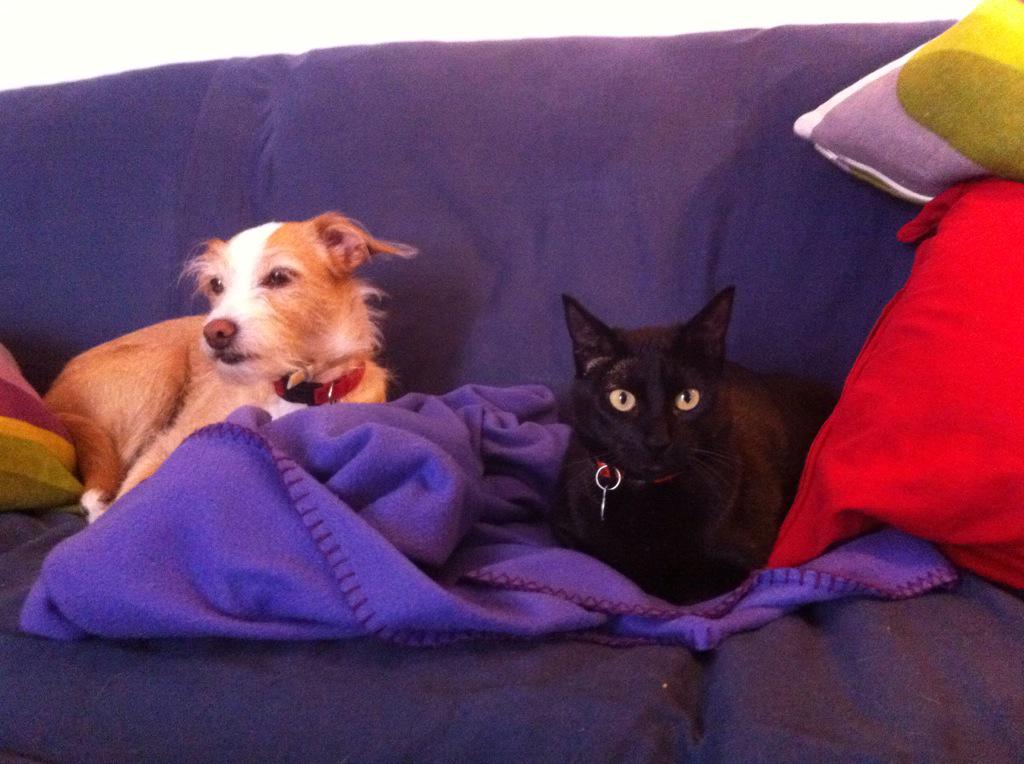 CatalanVoices's tweet image. While they rest... I run! #afternoonIssues #busy #multipleTasks #friends #pets