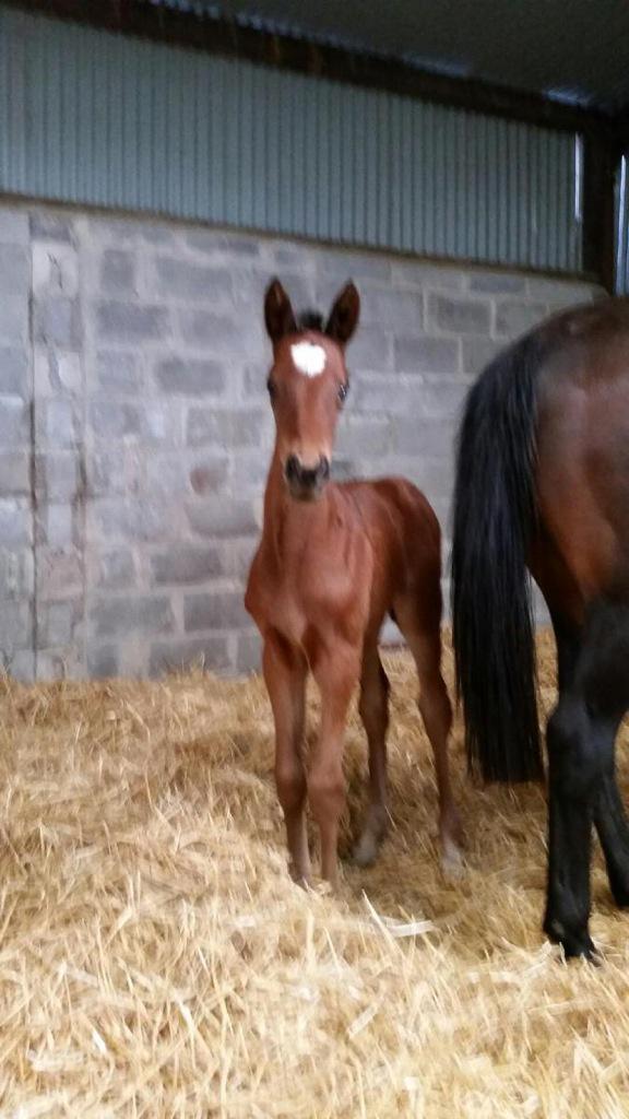 emilymacm's tweet photo. @boardsmillstud The Court cave team @Lambertstown.cracking filly foal &amp;her 2 full bros aren't bad either! http://t.co/2IkIg8lzG7