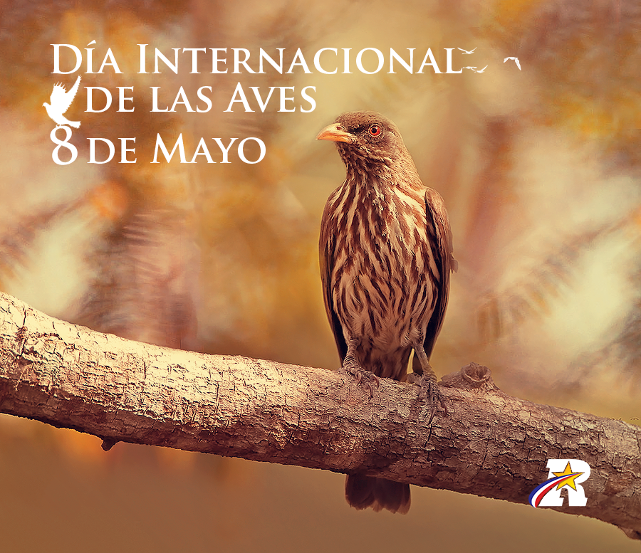 ReinaldoParedRD's tweet photo. El #DíaMundialDeLasAves promueve la conservación de todas las aves que habitan en el planeta. @ReinaldoPared http://t.co/w2Nx7Nznw9