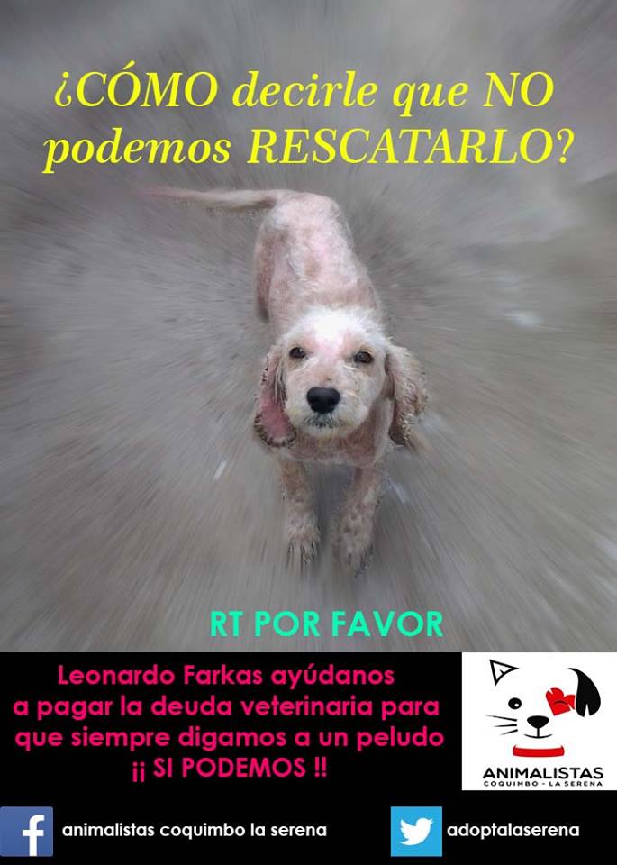 AdoptaLaSerena's tweet photo. Ayudanos a que @leonardofarkas vea nuestro mensaje y nos ayude! usa el hashtag #FarkasporAnimalistasCqbo Dale RT!! http://t.co/HS593JqK31