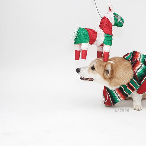 LaCorgi's tweet photo. Getting attacked by an evil piñata... #CincoDeMayo #corgi http://t.co/iAD8YinVb4