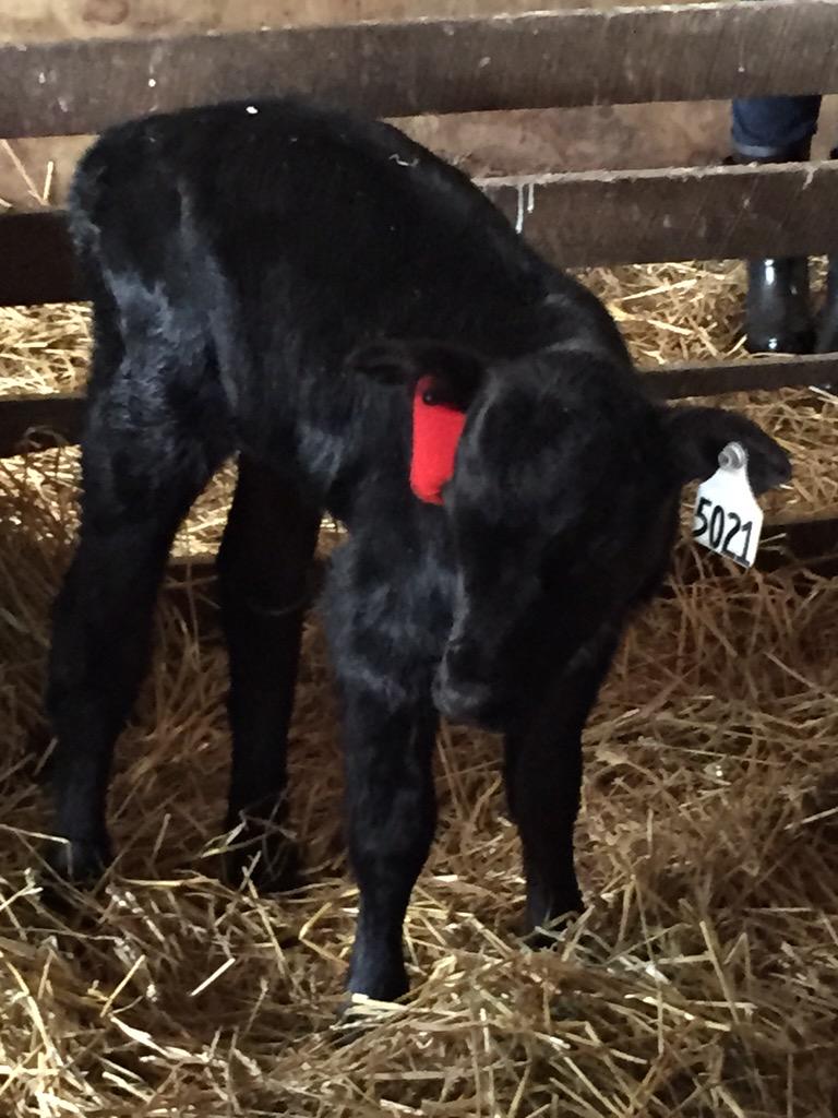 ShariSteinbach's tweet image. Oswalt Family Farm stop with Ag tour. Lots of care and safety goes into raising their Black Angus cattle. #MIfood