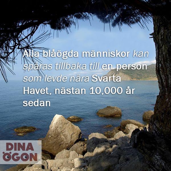 Dina Ögon (@dinaogon) on Twitter photo 