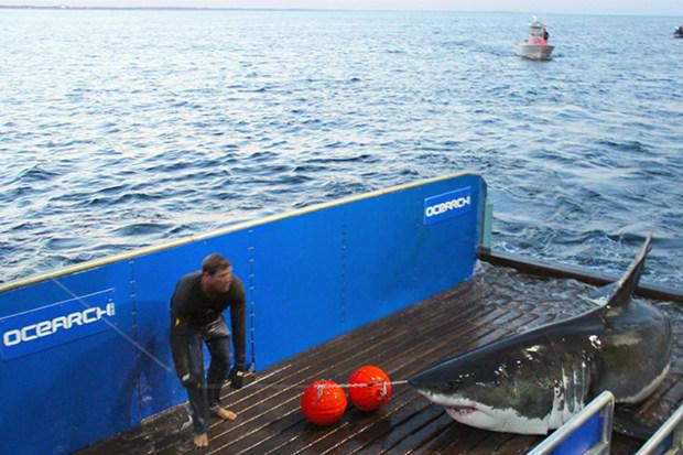 Great #whiteshark Mary Lee tracked near #Chincoteague bit.ly/1Ra3kTN via <a href="/13NewsNow/">13News Now</a>