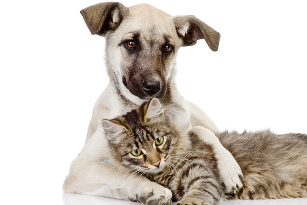 track_plus's tweet image. Track-Plus works with pets and animals,having a lost pet and that’s why we provide monitoring services for all pets.