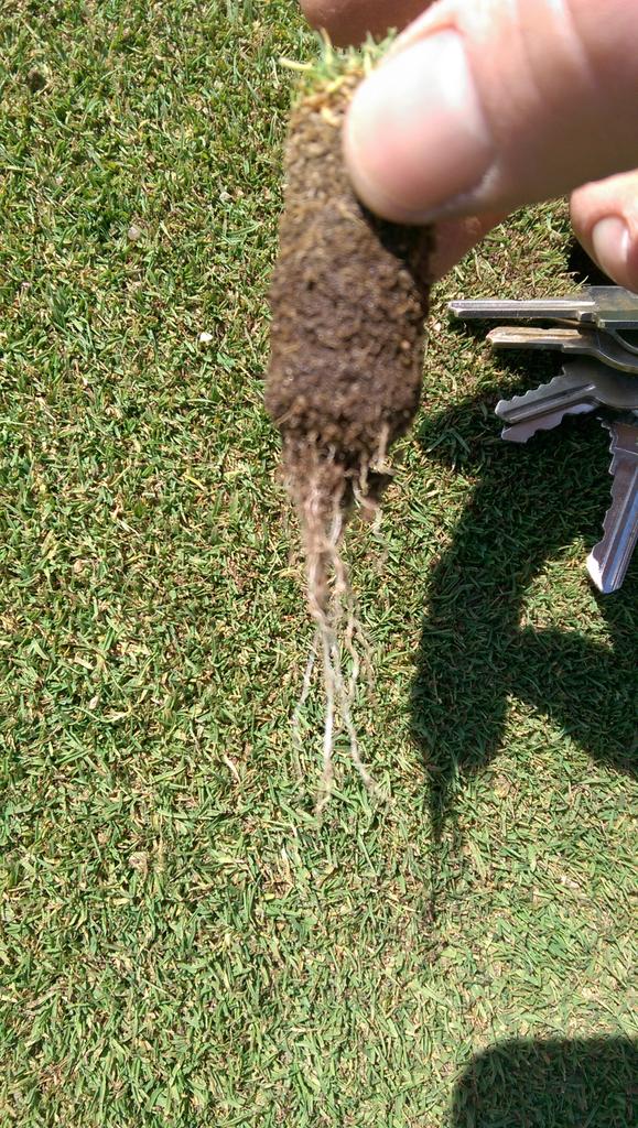 Best looking roots I've seen in my time here, thanks to <a href="/TurfFuel/">TurfFuel</a> and a very warm April, off to a good start.