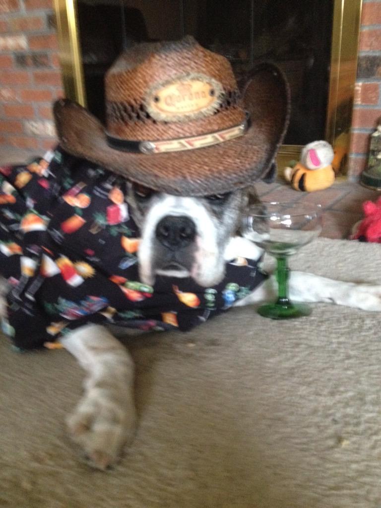 <a href="/JPtheboxer/">JP The Boxer</a> <a href="/Boxer_Addict/">Boxer Addict</a> <a href="/BaggyBulldogs/">Baggy Bulldogs</a> <a href="/WickedBartender/">Jaime Suzanne</a> 
Olé Wishing you a great day!