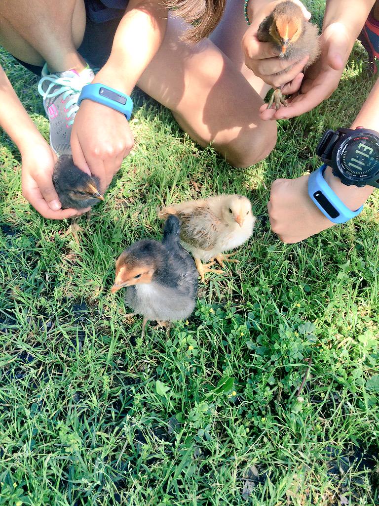 TexasTiffWalker's tweet photo. #HatchingHealthiness baby chicks diggin the @unicefusa #FitBitBands r students 💗 farm chores @UnitedWayDallas @FUTP60 http://t.co/OaFrBvYkYh