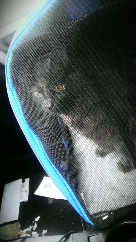 LadyDie's tweet photo. Shhhh, she thinks we are going to Sea World. #TimeForAButtRecheck #MissMonkey http://t.co/IiHWRDz0ha