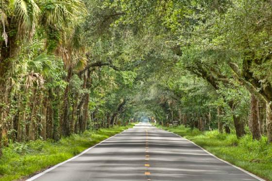 MaryEDawson's tweet photo. #Help Protect the #Trees. Contributions will be matched tonight or tomorrow.  http://t.co/DPbG3y9KaQ  #green #wild http://t.co/aEGtZyqCD0