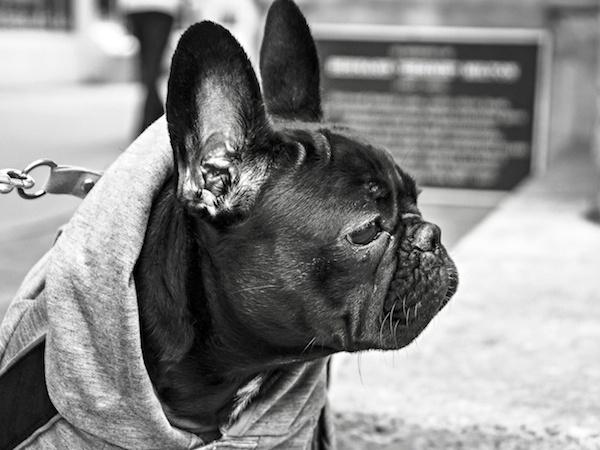 VetPronto's tweet photo. Pet Startups and Their Chief Pet Officers http://t.co/71b6Fb4t0x by @fatberryapp http://t.co/Lfta89WFX2