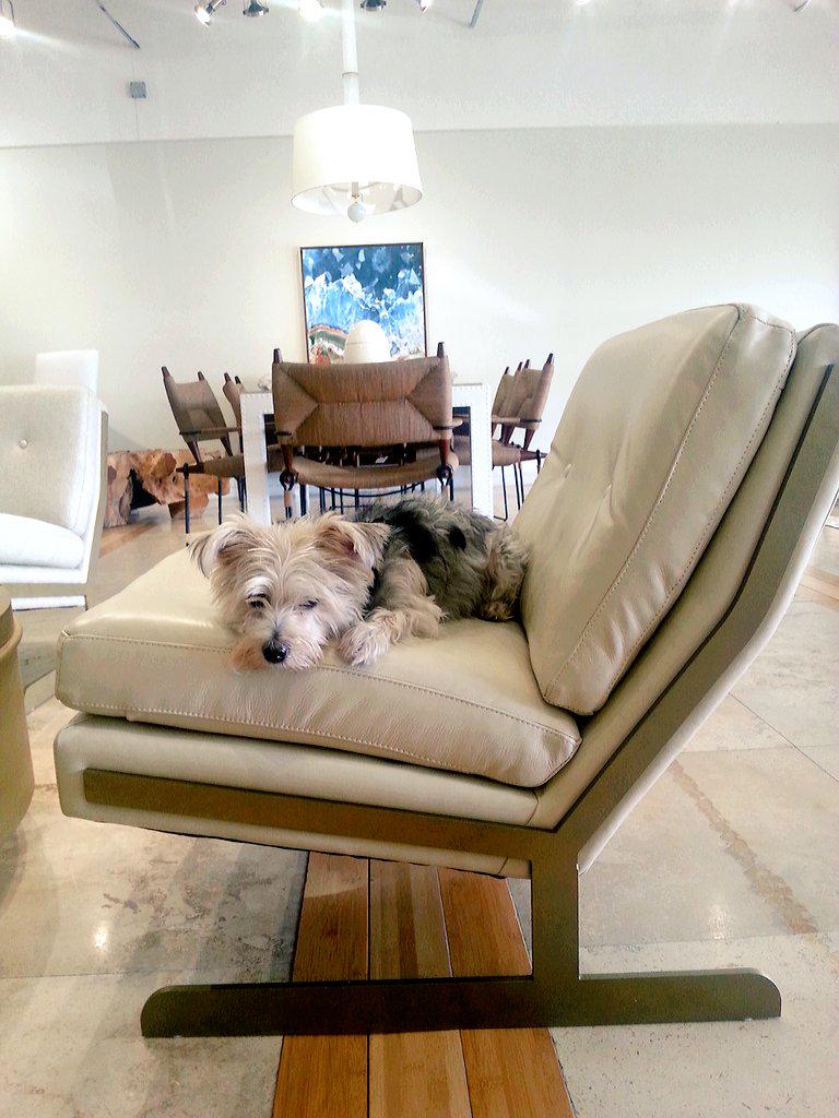 Lulu <a href="/caymanlulu/">Lulu_ky</a> loves  @BernhardtInc  gorgeous Lance Chair in leather. <a href="/IDGCayman/">IDG Cayman</a>