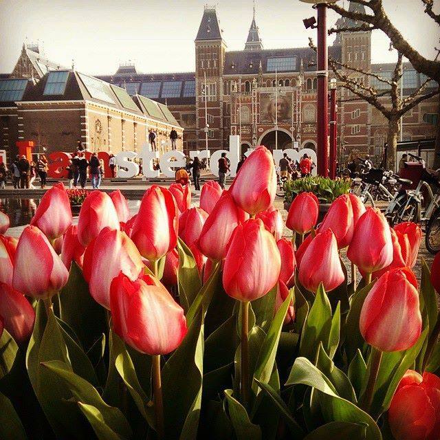 Iamsterdam's tweet photo. Tuesdays are for Tulips! Photo @amstersam http://t.co/Jf0U4UZ2Ng