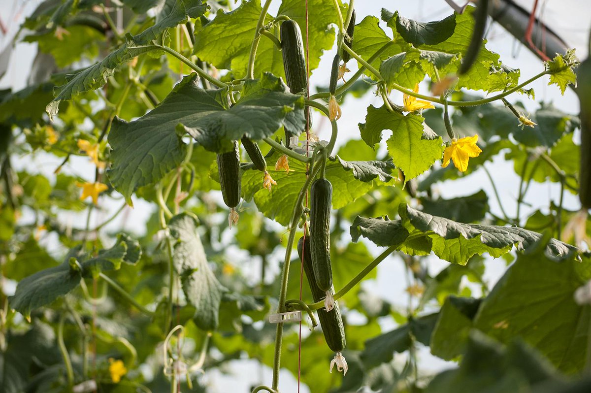 Kangro Gardening tweet media