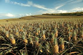 HKConcierge's tweet photo. Take a #pineappletour #Upcountry @Maui_Pineapple, we love those #MauiGolds! http://t.co/aR5ILyKo8a http://t.co/bvvA9EYppA