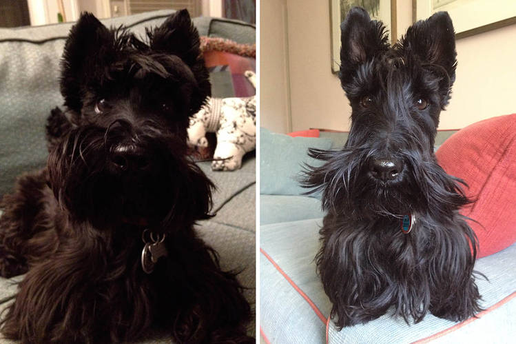 madcattoys's tweet photo. How to Photograph Black Dogs and Cats With an iPhone http://t.co/hSRe6kz2ci via @wsj #photopros http://t.co/clUZUTcA0O