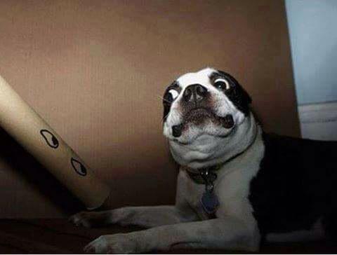 iamregwright's tweet photo. I cannot get enough of these pictures of frightened dogs 😂 #dogs #funny #hilarious http://t.co/yMRERCkDlO