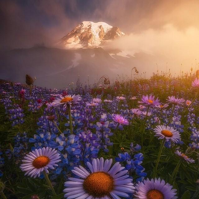 remya_chandrana's tweet image. Mount Rainier, WA, U.S. | Photo by Ryan Dyar  ..#34