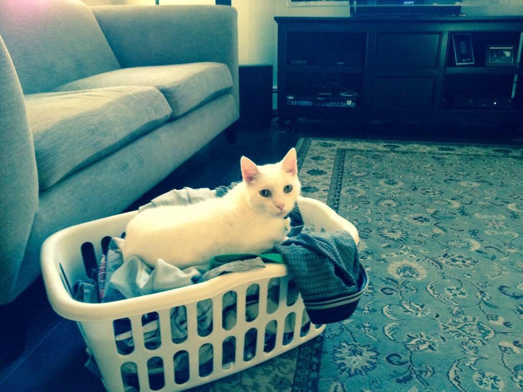 KDwy26's tweet photo. @MeowMob my little cutie 😍 http://t.co/cCOYRQsVR9