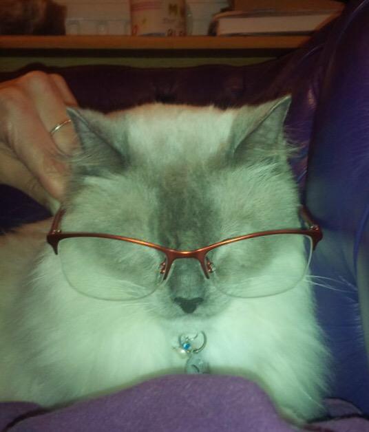 whitstapets's tweet image. Fell asleep while wearing my glasses again, rookie error! #nimbus #catinglasses